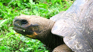 Tortuga gigante de las Galápagos que se creía extinta podría seguir con vida