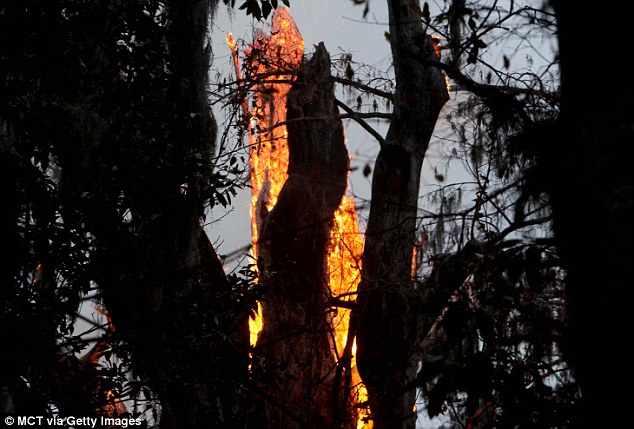 La vida del quinto árbol más longevo del mundo llegó a su fin debido al fuego