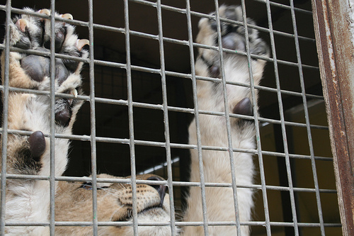 En Austria se dicta lo que se considera el primer paso para la abolición de circos con animales