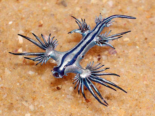 Molusco nudibranquio: Uno de los animales más raros hasta ahora visto [Incluye video]