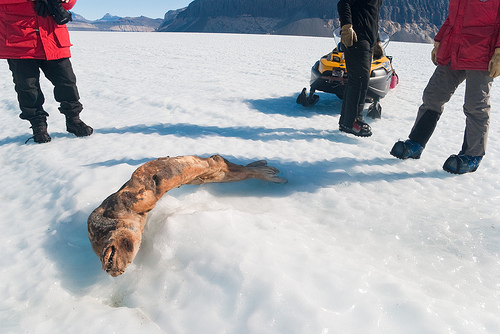 Caso de focas momificadas en la Antártica es todo un misterio para los científicos