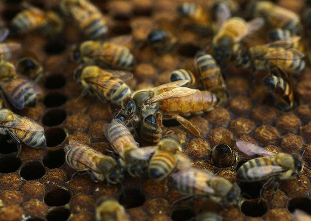 Parásito de la mosca deja zombie a las abejas