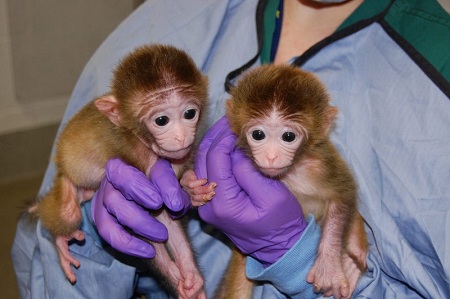 Nacen los primeros monos quiméricos en Estados Unidos