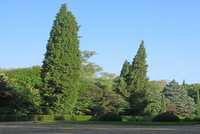 China: Rescatan árbol milenario luego de ser reubicado