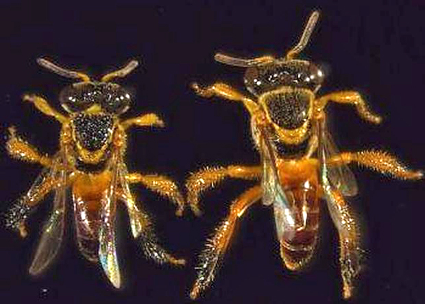 Científicos en Brasil encuentran un grupo de abejas soldado