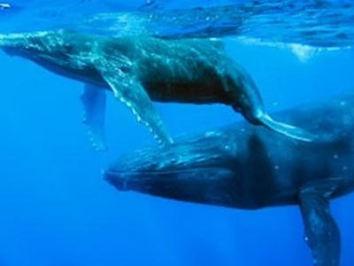 Científicos buscan descifrar el canto de las ballenas pidiendo ayuda ciudadana