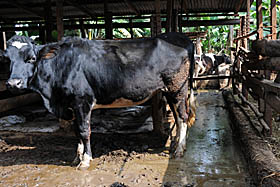 En Nepal exportan y enseñan como obtener energía a partir del estiércol de vaca