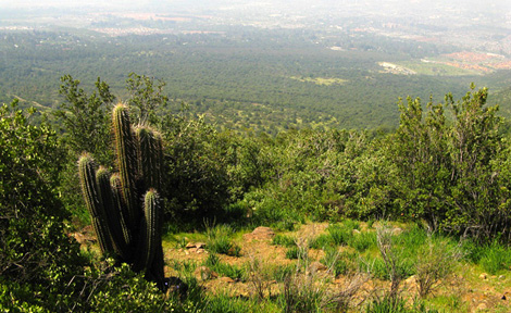 Chile: Bosque nativo El Panul en la comuna de La Florida podría desaparecer