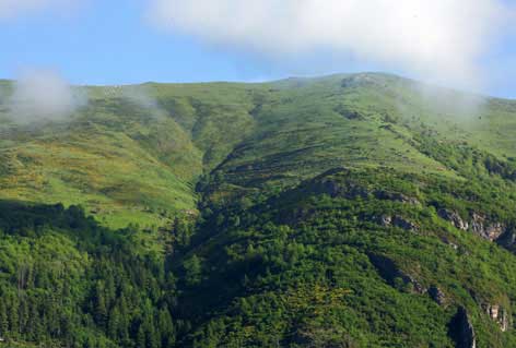 Bosques de montaña: Pilar importante dentro de lo que se considera salud ecológica mundial