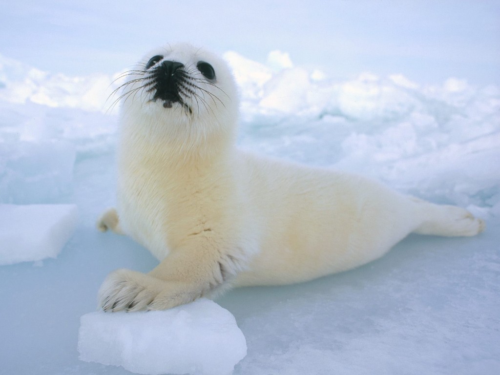 Mortalidad de focas en Canadá está en aumento debido a falta de hielo