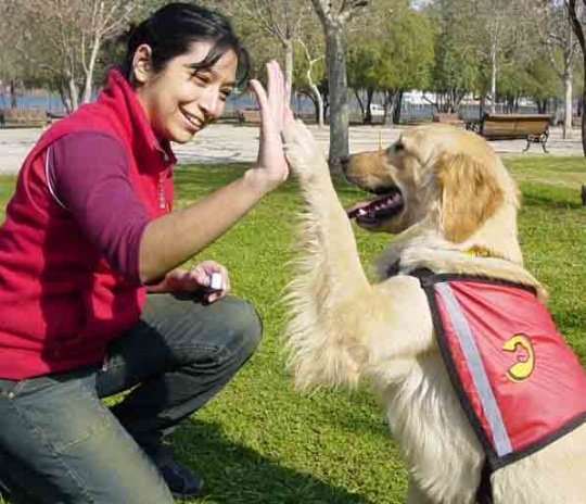 Estudio señala que los perros comprenden las intenciones humanas