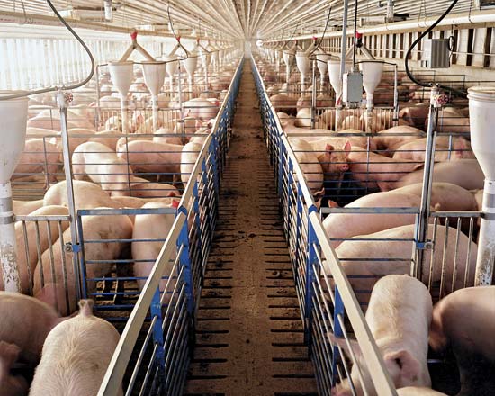 Grandes cantidades de antibióticos elaborados en EE.UU. son consumidos por animales en granjas