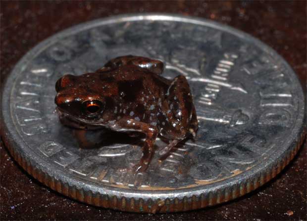 Investigadores encuentran la rana más pequeña del mundo