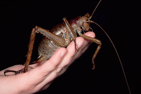 Científico encuentra el insecto más grande hasta ahora visto