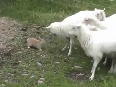 El conejo pastor de ovejas [Incluye video]