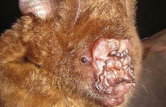 Vietnam: Encuentran murciélago con “nariz de repollo”