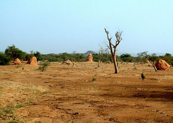 Burkina Faso: Fuerte sequía amenaza la fauna