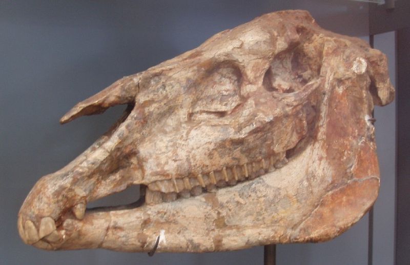 China: Científicos encuentran cráneo fosilizado de caballo que vivó hace cinco millones de años
