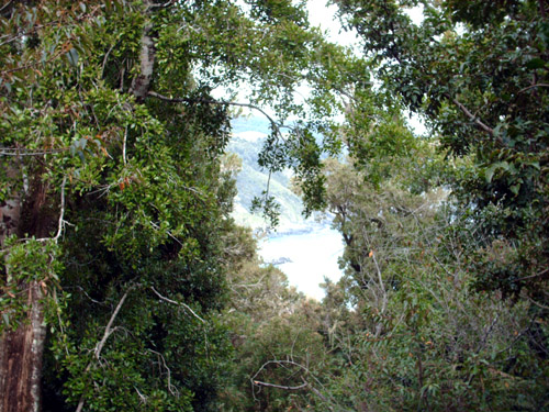 Bosque valdiviano fue declarado Área de Alto Valor de Conservación