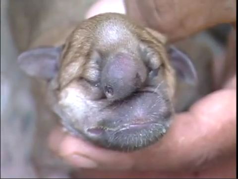 Nace perrito con rostro supuestamente humano en República Dominicana (Incluye VIDEO)