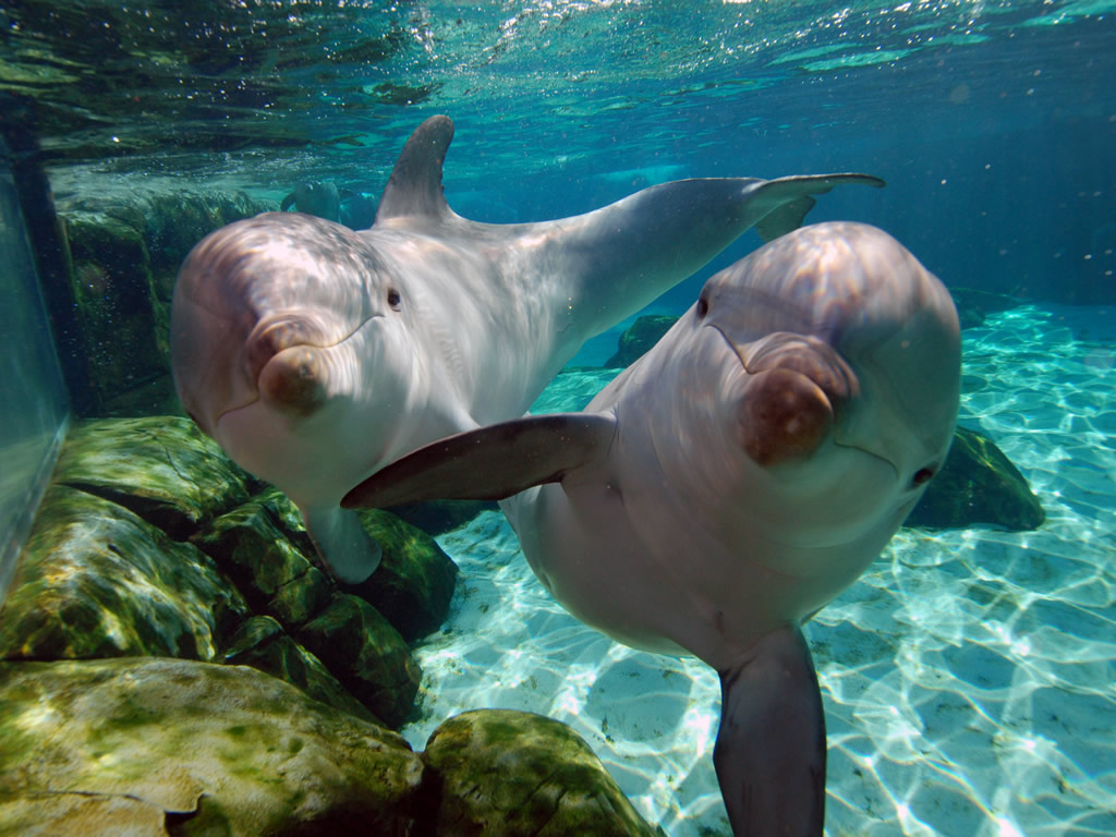 Ballenas y delfines ¿Pueden ser amigables entre ellos?