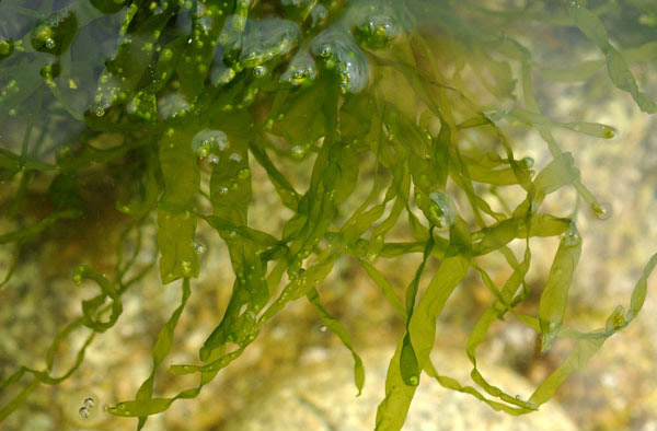 Investigación señala que alga marina verde sobrevive en ambientes con exceso de cobre