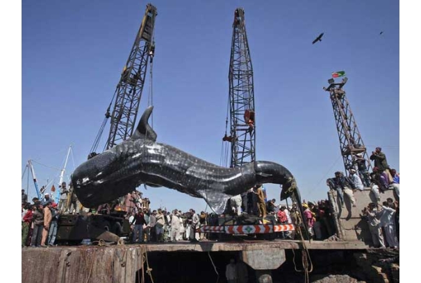 Pescadores encuentran tiburón ballena de 12 metros en costas de Pakistán