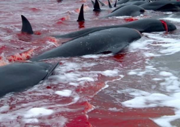 Cerca de mil ballenas son sacrificadas por Japón “en nombre de la ciencia” todos los años