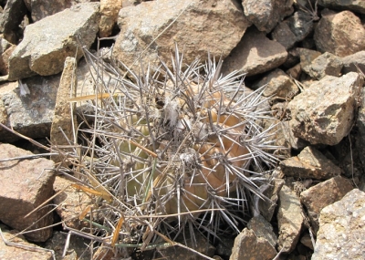 Chile: Expertos encuentran especies únicas de cactus en el mundo