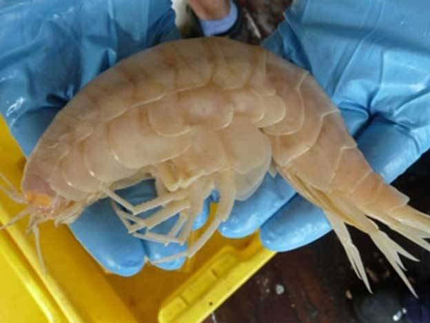 Encuentran camarón gigante en las profundidades del mar en Oceanía