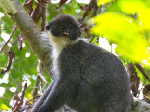 Hallan especie de monos Langur considerada en peligro de extinción
