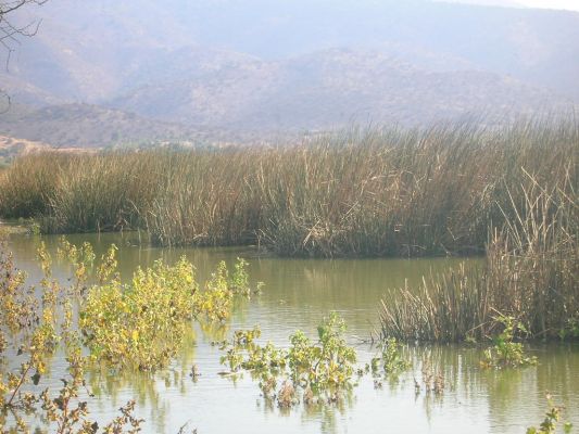 Chile: Se evalúan sanciones por robo de agua en humedal de Batuco