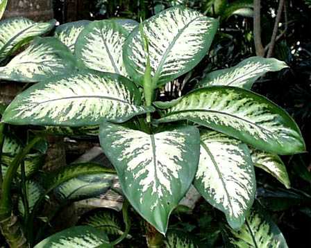 En mayo se celebrará por primera vez el Día Internacional de la Fascinación por las Plantas