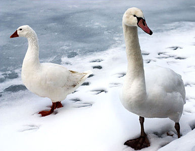 Cisnes afectados por el frío extremo en Rusia