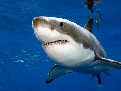 Récord de muertes por ataques de tiburones en 2011