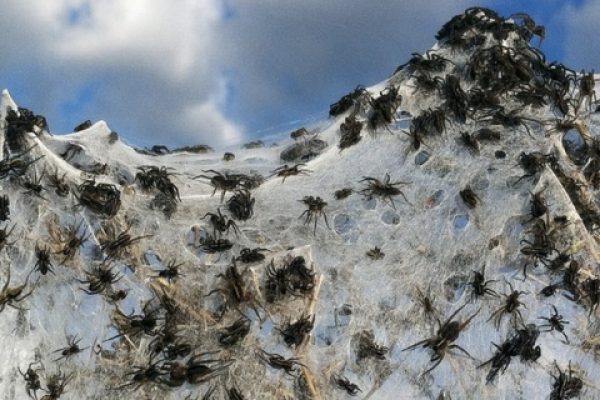 Miles de arañas invaden un pueblo en Australia