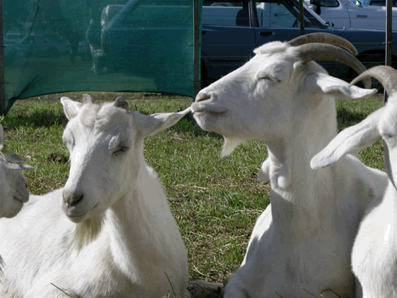 Investigadores diferencian acentos en las voces de las cabras
