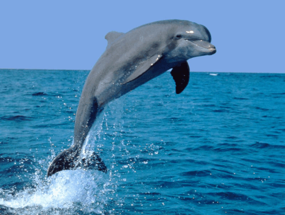 Científicos elaboran declaración de derecho de los delfines