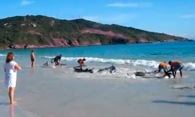 Video de delfines salvados en una playa en Brasil muestra el lado humano del ser humano