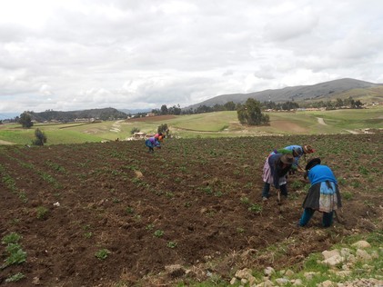 Región selvática de Perú protegida de transgénicos