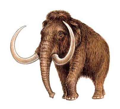 Científicos pretenden clonar un mamut congelado desde hace 10 mil años