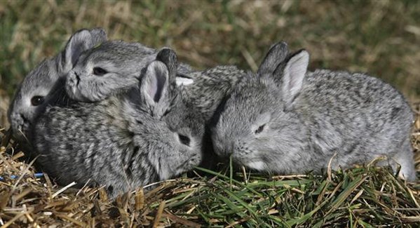 Desarrollan una nueva raza de conejos