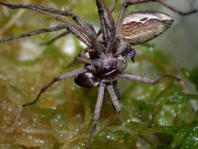 Arañas macho de Pisaura engañan a las hembras dándoles regalos sin valor
