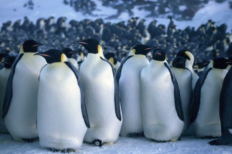 Pingüinos emperador en la Antártida duplican su población a lo pensado