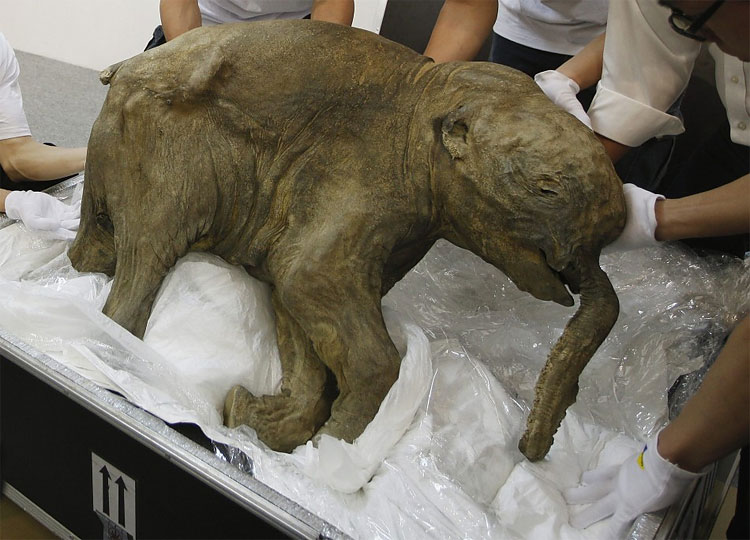 Encuentran bebé mamut en buen estado de conservación