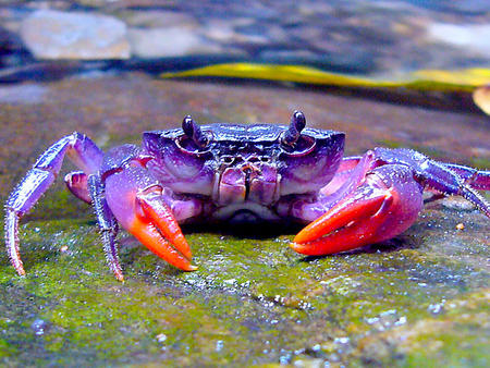 Descubren nuevas especies de cangrejos violetas