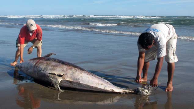 Masiva muerte de delfines en Perú es investigada