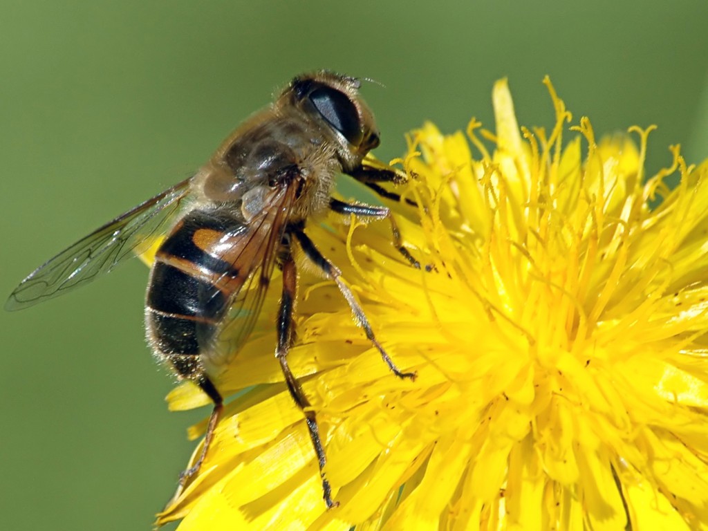 Abejas manipulan ideas abstractas como algunos mamíferos