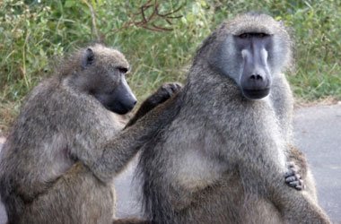 Monos babuinos también son capaces de leer