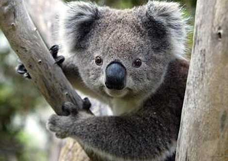 Koalas serán declarados como “especie amenazada”